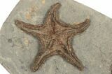 Large Fossil Starfish and Brittle Star - Morocco #190970-3
